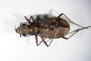  (Cicindela hybrida - GBOL_Col_FK_8887)  @13 [ ] CreativeCommons - Attribution Non-Commercial Share-Alike (2015) SNSB, Zoologische Staatssammlung Muenchen SNSB, Zoologische Staatssammlung Muenchen