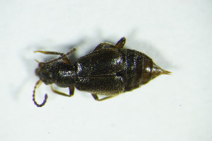  (Lesteva pubescens - GBOL_Col_FK_9029)  @13 [ ] CreativeCommons - Attribution Non-Commercial Share-Alike (2015) SNSB, Zoologische Staatssammlung Muenchen SNSB, Zoologische Staatssammlung Muenchen