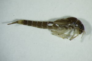  ( - GBOL03678)  @11 [ ] CreativeCommons - Attribution Non-Commercial Share-Alike (2015) SNSB, Zoologische Staatssammlung Muenchen SNSB, Zoologische Staatssammlung Muenchen