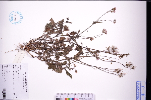 ( - GBA-DWQGZ38)  @11 [ ] by-nc-sa  Xue-Jun Ge Herbarium of South China Botanical Garden