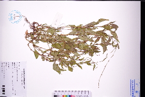  (Persicaria pubescens - GBA-DWQGZ42)  @11 [ ] by-nc-sa  Xue-Jun Ge Herbarium of South China Botanical Garden