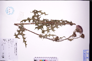  ( - GBA-DWQGZ79)  @11 [ ] by-nc-sa  Xue-Jun Ge Herbarium of South China Botanical Garden