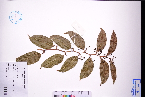  ( - GBA-DWQGZ86)  @11 [ ] by-nc-sa  Xue-Jun Ge Herbarium of South China Botanical Garden