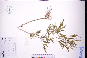  ( - GBA-DWQGZ119)  @11 [ ] by-nc-sa  Xue-Jun Ge Herbarium of South China Botanical Garden