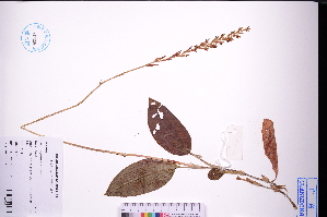  (Erythrodes blumei - GBA-DWQGZ156)  @11 [ ] by-nc-sa  Xue-Jun Ge Herbarium of South China Botanical Garden