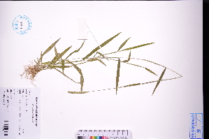  ( - GBA-DWQGZ170)  @11 [ ] by-nc-sa  Xue-Jun Ge Herbarium of South China Botanical Garden