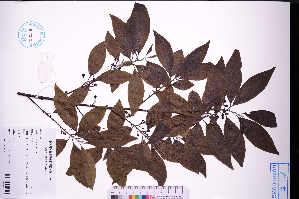  ( - GBA-DWQGZ171)  @11 [ ] by-nc-sa  Xue-Jun Ge Herbarium of South China Botanical Garden