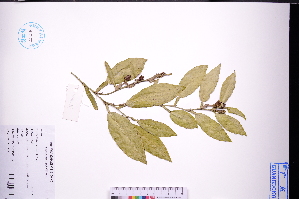  ( - GBA-DWQGZ337)  @11 [ ] by-nc-sa  Xue-Jun Ge Herbarium of South China Botanical Garden