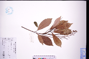  ( - GBA-DWQGZ343)  @11 [ ] by-nc-sa  Xue-Jun Ge Herbarium of South China Botanical Garden