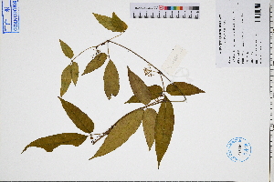  (Tetrastigma hemsleyanum - GBA-DWQGZ358)  @11 [ ] by-nc-sa  Xue-Jun Ge Herbarium of South China Botanical Garden