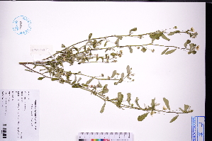  (Sida alnifolia - GBA-DWQGZ409)  @11 [ ] by-nc-sa  Xue-Jun Ge Herbarium of South China Botanical Garden