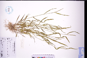  ( - GBA-DWQGZ441)  @11 [ ] by-nc-sa  Xue-Jun Ge Herbarium of South China Botanical Garden