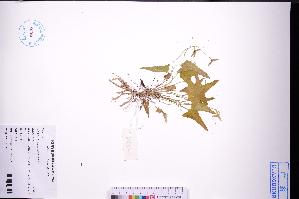  (Viola inconspicua - GBA-DWQGZ444)  @11 [ ] by-nc-sa  Xue-Jun Ge Herbarium of South China Botanical Garden