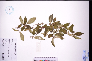  (Mussaenda pubescens var. alba - GBA-DWQGZ446)  @11 [ ] by-nc-sa  Xue-Jun Ge Herbarium of South China Botanical Garden