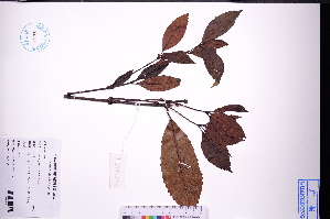  ( - GBA-DWQGZ449)  @11 [ ] by-nc-sa  Xue-Jun Ge Herbarium of South China Botanical Garden