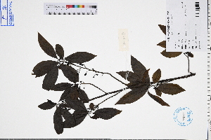  ( - GBA-DWQGZ462)  @11 [ ] by-nc-sa  Xue-Jun Ge Herbarium of South China Botanical Garden