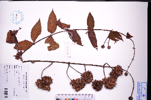  (Uncaria rhynchophylloides - GBA-DWQGZ463)  @11 [ ] by-nc-sa  Xue-Jun Ge Herbarium of South China Botanical Garden