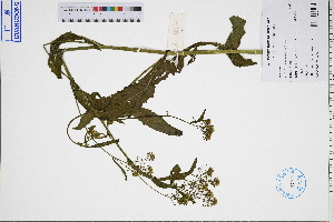  ( - GBA-DWQGZ465)  @11 [ ] by-nc-sa  Xue-Jun Ge Herbarium of South China Botanical Garden