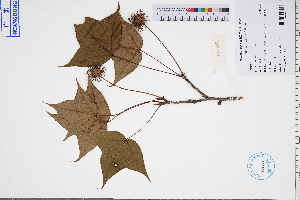  ( - GBA-DWQGZ472)  @11 [ ] by-nc-sa  Xue-Jun Ge Herbarium of South China Botanical Garden