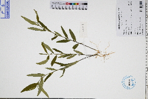  ( - GBA-DWQGZ487)  @11 [ ] by-nc-sa  Xue-Jun Ge Herbarium of South China Botanical Garden