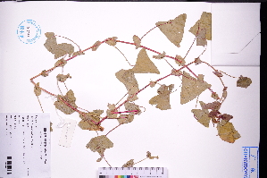  ( - GBA-DWQGZ551)  @11 [ ] by-nc-sa  Xue-Jun Ge Herbarium of South China Botanical Garden