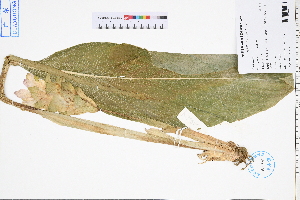  ( - GBA-DWQGZ561)  @11 [ ] by-nc-sa  Xue-Jun Ge Herbarium of South China Botanical Garden