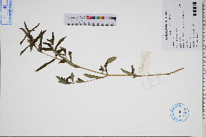  (Impatiens chinensis - GBA-DWQGZ568)  @11 [ ] by-nc-sa  Xue-Jun Ge Herbarium of South China Botanical Garden