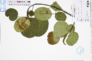  ( - GBA-DWQGZ610)  @11 [ ] by-nc-sa  Xue-Jun Ge Herbarium of South China Botanical Garden