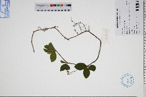  ( - GBA-DWQGZ639)  @11 [ ] by-nc-sa  Xue-Jun Ge Herbarium of South China Botanical Garden