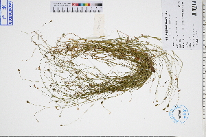  ( - GBA-DWQGZ679)  @11 [ ] by-nc-sa  Xue-Jun Ge Herbarium of South China Botanical Garden