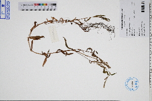  ( - GBA-DWQGZ680)  @11 [ ] by-nc-sa  Xue-Jun Ge Herbarium of South China Botanical Garden