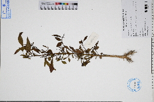  ( - GBA-DWQGZ684)  @11 [ ] by-nc-sa  Xue-Jun Ge Herbarium of South China Botanical Garden