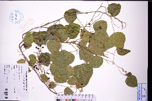  (Cyclea barbata - GBA-DWQGZ703)  @11 [ ] by-nc-sa  Xue-Jun Ge Herbarium of South China Botanical Garden
