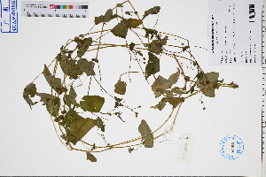  (Persicaria senticosa - GBA-DWQGZ738)  @11 [ ] by-nc-sa  Xue-Jun Ge Herbarium of South China Botanical Garden