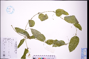  (Smilax riparia - GBA-DWQGZ749)  @11 [ ] by-nc-sa  Xue-Jun Ge Herbarium of South China Botanical Garden