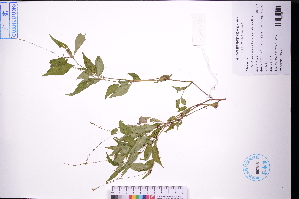  (Persicaria posumbu - GBA-DWQGZ752)  @11 [ ] by-nc-sa  Xue-Jun Ge Herbarium of South China Botanical Garden