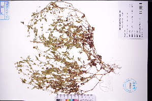  ( - GBA-DWQGZ753)  @11 [ ] by-nc-sa  Xue-Jun Ge Herbarium of South China Botanical Garden