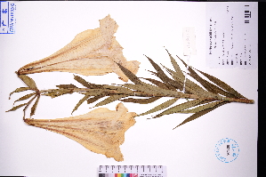  (Lilioideae - GBA-DWQGZ766)  @11 [ ] by-nc-sa  Xue-Jun Ge Herbarium of South China Botanical Garden