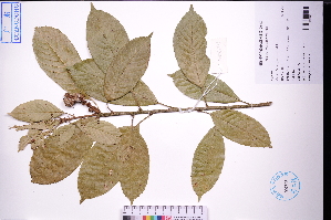  (Lithocarpus corneus - GBA-DWQGZ779)  @11 [ ] by-nc-sa  Xue-Jun Ge Herbarium of South China Botanical Garden