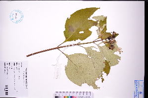  ( - GBA-DWQGZ781)  @11 [ ] by-nc-sa  Xue-Jun Ge Herbarium of South China Botanical Garden