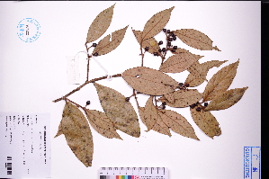  ( - GBA-DWQGZ782)  @11 [ ] by-nc-sa  Xue-Jun Ge Herbarium of South China Botanical Garden