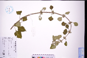  ( - GBA-DWQGZ787)  @11 [ ] by-nc-sa  Xue-Jun Ge Herbarium of South China Botanical Garden