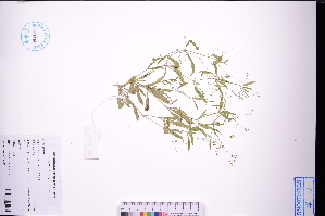  (Trigastrotheca stricta - GBA-DWQGZ790)  @11 [ ] by-nc-sa  Xue-Jun Ge Herbarium of South China Botanical Garden