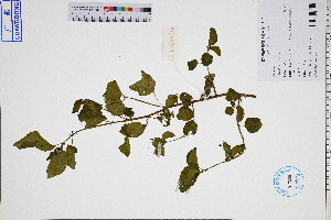 ( - GBA-DWQGZ824)  @11 [ ] by-nc-sa  Xue-Jun Ge Herbarium of South China Botanical Garden