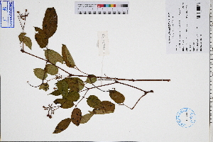  (Nekemias cantoniensis - GBA-DWQGZ831)  @11 [ ] by-nc-sa  Xue-Jun Ge Herbarium of South China Botanical Garden