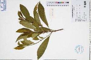  ( - GBA-DWQGZ837)  @11 [ ] by-nc-sa  Xue-Jun Ge Herbarium of South China Botanical Garden