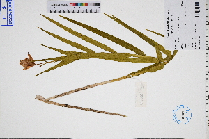  ( - GBA-DWQGZ838)  @11 [ ] by-nc-sa  Xue-Jun Ge Herbarium of South China Botanical Garden