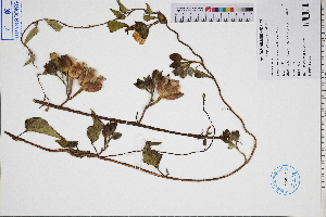  ( - GBA-REC353)  @11 [ ] by-nc-sa  Xue-Jun Ge Herbarium of South China Botanical Garden