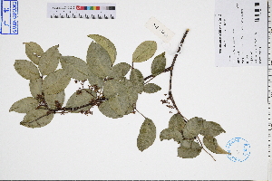  ( - GBA-REC356)  @11 [ ] by-nc-sa  Xue-Jun Ge Herbarium of South China Botanical Garden