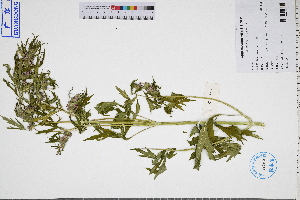  ( - GBA-REC362)  @11 [ ] by-nc-sa  Xue-Jun Ge Herbarium of South China Botanical Garden